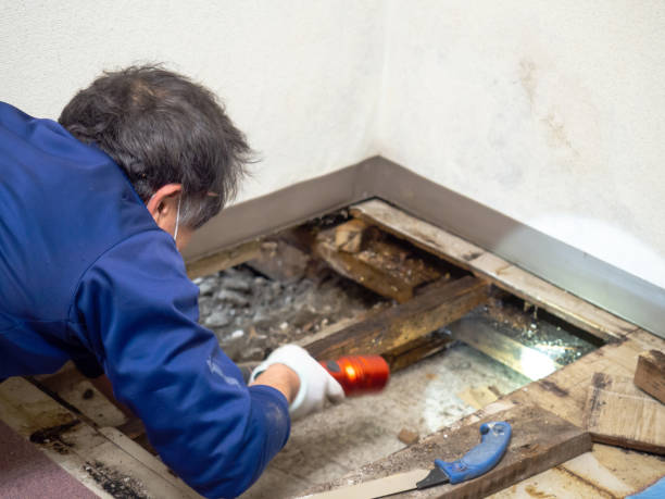 Best Mold Cleaning Services  in Boulevard Park, WA