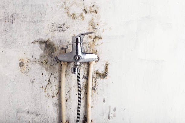 Best Emergency Mold Removal  in Boulevard Park, WA
