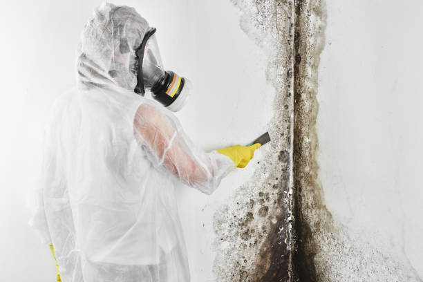 Best Affordable Mold Removal  in Boulevard Park, WA
