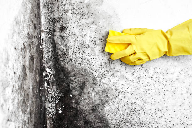 Mold Removal and Inspection in Boulevard Park, WA