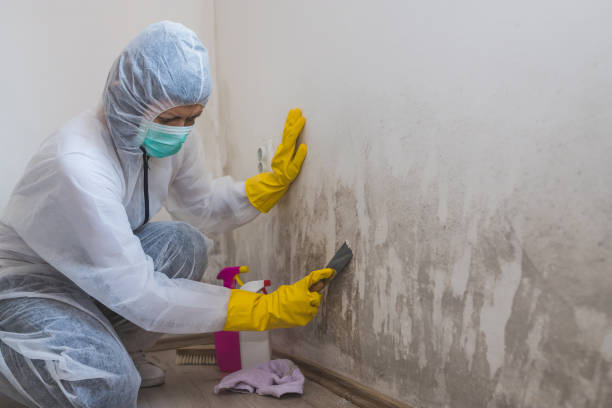 Certified Mold Removal in Boulevard Park, WA