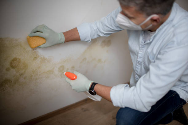 Best Local Mold Removal Service  in Boulevard Park, WA