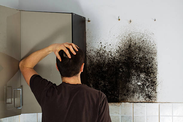 Best Certified Mold Removal  in Boulevard Park, WA