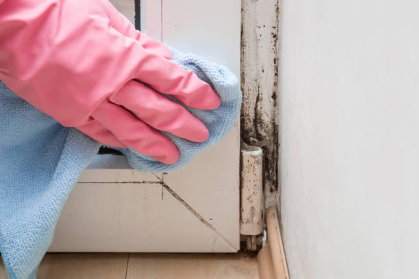 Best Same-Day Mold Removal  in Boulevard Park, WA