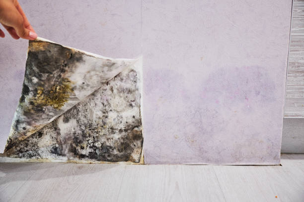 Best Mold Remediation  in Boulevard Park, WA
